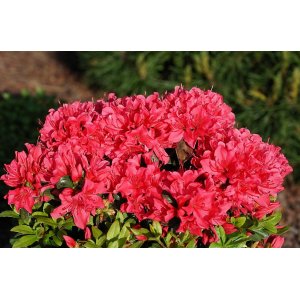 Azalka japonská (Azalea japonica) ´GEISHA RED´ - výška 20-30 cm, kont. C2L